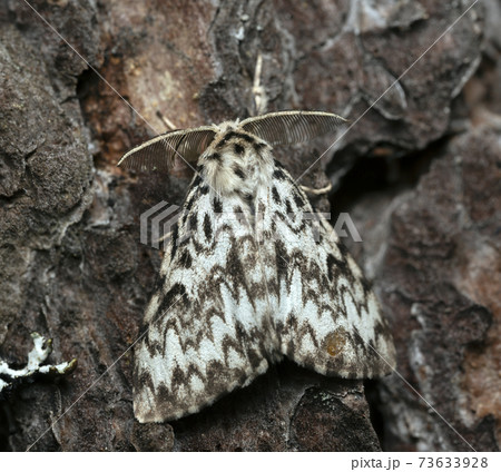 Nun moth, Lymantria monacha resting on pine bark, this moth can be a pest on forests 73633928