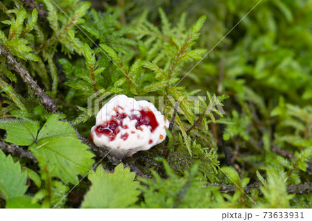 Bleeding tooth fungus, Hydnellum peckii growing among moss 73633931