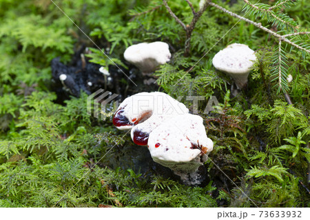 Bleeding tooth fungus, Hydnellum peckii growing among moss 73633932