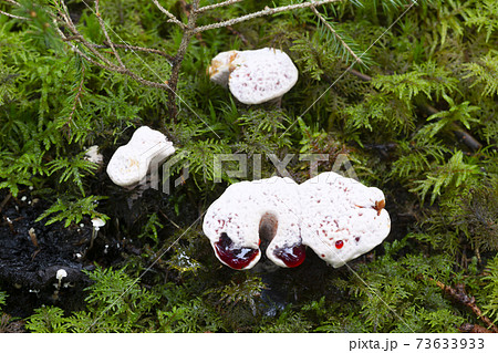 Bleeding tooth fungus, Hydnellum peckii growing among moss Bleeding tooth fungus, Hydnellum peckii growing among moss 73633933