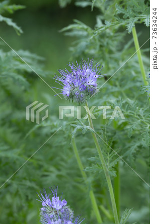 Blue tansy, Phacelia tanacetifolia cowered with dew photographed early morning 73634244