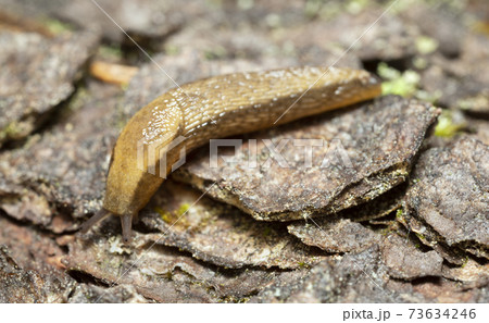 Dusky arion, Arion fuscus on bark Dusky arion, Arion fuscus on bark 73634246