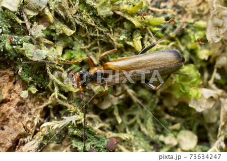 Soldier beetle, Podabrus alpinus on lichen Soldier beetle, Podabrus alpinus on lichen 73634247