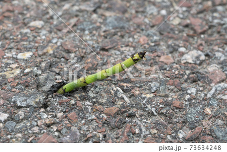 Horsetail, Equisetum plant growing out of asphalt Horsetail, Equisetum plant growing out of asphalt 73634248