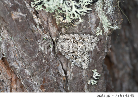 Xestia Baltica moth resting on pine bark Xestia Baltica moth resting on pine bark 73634249