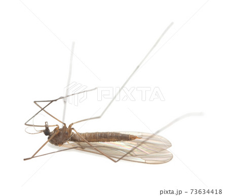 Winter gnat, Trichocera isolated on white background 73634418