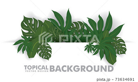 fresh green tropical leaves on white background. Space for design or text. vector illustration design 73634691