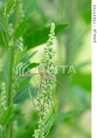 Closeup of Crane fly on plant 73634703