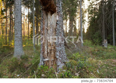 Damage after carpenter ants, Camponotus on fir tree in coniferous forest Damage after carpenter ants, Camponotus on fir tree in coniferous forest 73634704