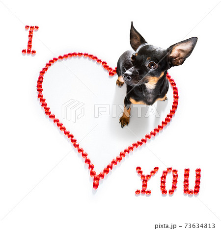 dog valentines love heart dog valentines love heart 73634813