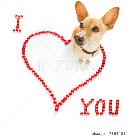 dog valentines love heart 73634814