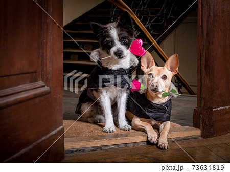 valentines wedding dog in love 73634819
