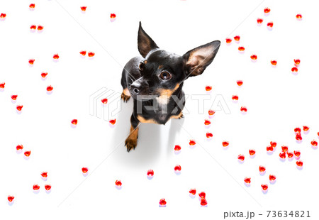 dog valentines love heart 73634821