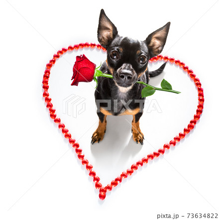 dog valentines love heart 73634822