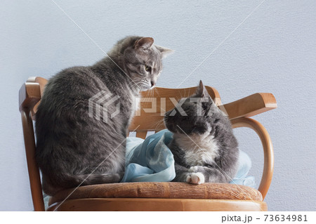 Two cats look at each other on a chair 73634981