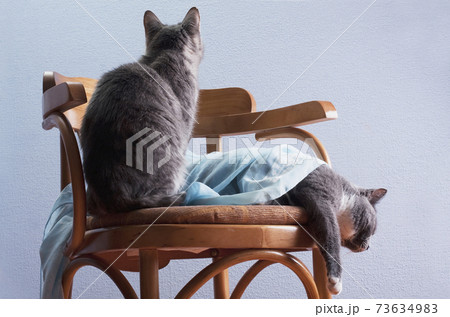 The cat gets bored next to another, lying, cat 73634983