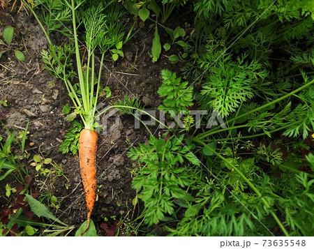 .Harvest. Carrot close up in the garden top view. Nature background. .Harvest. Carrot close up in the garden top view. Nature background. 73635548