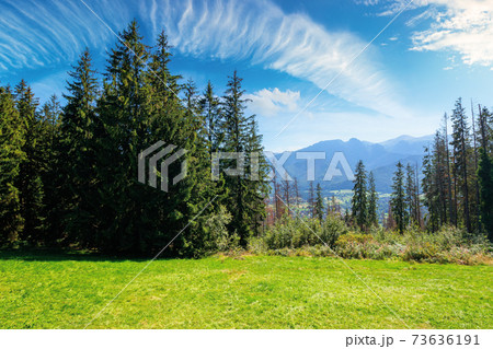 zakopane rural landscape in tatra mountains. spruce trees on the green grassy meadow of gubalowka range. beautiful nature scenery on a sunny day. clouds above the distant ridge 73636191