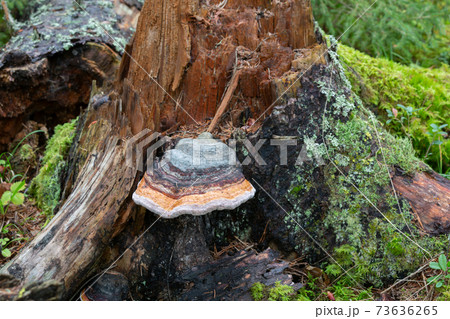 Fallen fir tree with brown rot and red belt conk, Fomitopsis pinicola 73636265