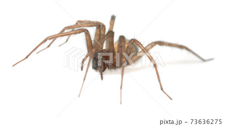 Barn funnel weaver, Tegenaria domestica spider isolated on white background, this spider can often be found in human homes 73636275
