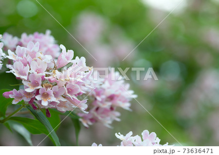 Blossoming beauty bush, Linnaea amabilis 73636471