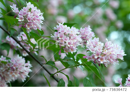 Blossoming beauty bush, Linnaea amabilis 73636472