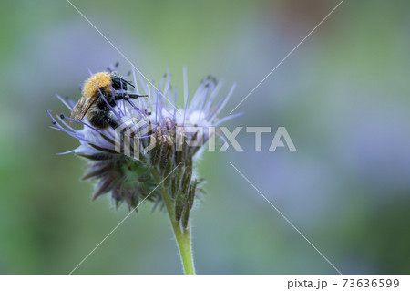 Common carder bee, Bombus pascuorum on blue tansy, Phacelia tanacetifolia photographed early morning the bumblebee is covered in dew Common carder bee, Bombus pascuorum on blue tansy, Phacelia tanacetifolia photographed early morning the bumblebee is covered in dew 73636599