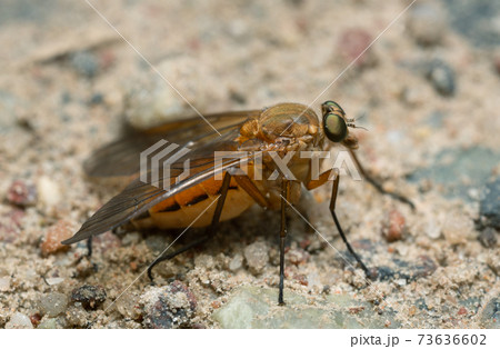 Snipe fly, Rhagionidae on ground, macro photo 73636602