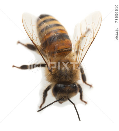 European honey bee, apis mellifera isolated on white background 73636610