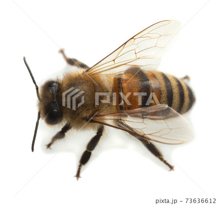 European honey bee, apis mellifera isolated on white background European honey bee, apis mellifera isolated on white background 73636612