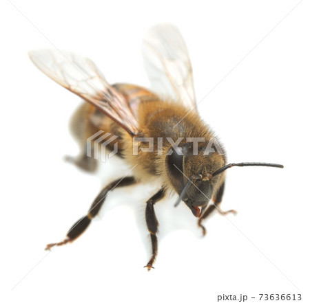 European honey bee, apis mellifera isolated on white backgroundEuropean honey bee, apis mellifera isolated on white background European honey bee, apis mellifera isolated on white backgroundEuropean honey bee, apis mellifera isolated on white background 73636613