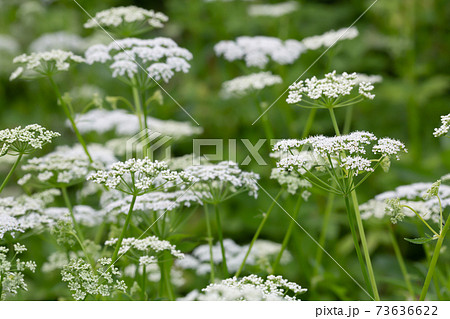 Blooming ground elder, Aegopodium podagraria 73636622