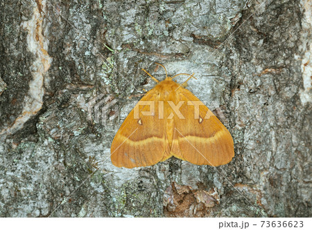 Female oak eggar, Lasiocampa quercus on birch bark 73636623