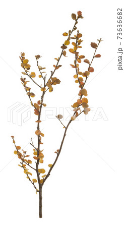 Dwarf birch, Betula nana in autumn colors isolated on white background 73636682