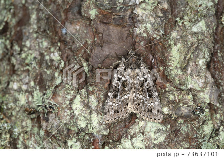 Moth reasting on coniferous bark Moth reasting on coniferous bark 73637101