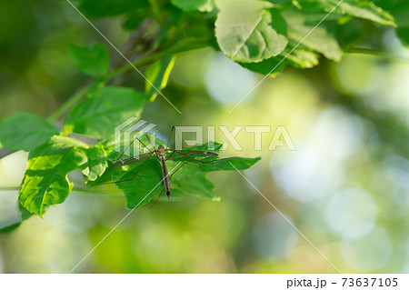Cranefly resting on leaf 73637105