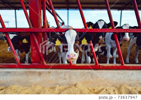 Large cowshed with milky cows on the farm 73637947