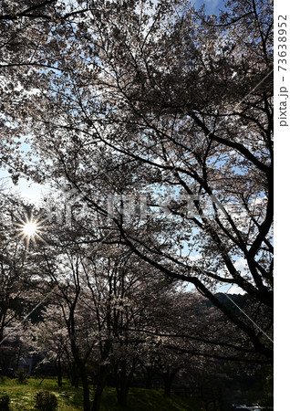 川代公園の桜 川代公園の桜 73638952