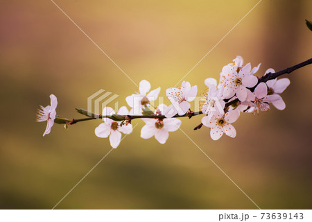 Plum spring flowers 73639143