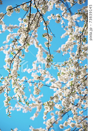 Apricot tree flower 73639145