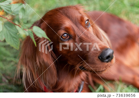 Beautiful close up portrait of red irish setter breed dog face at nature Beautiful close up portrait of red irish setter breed dog face at nature 73639656