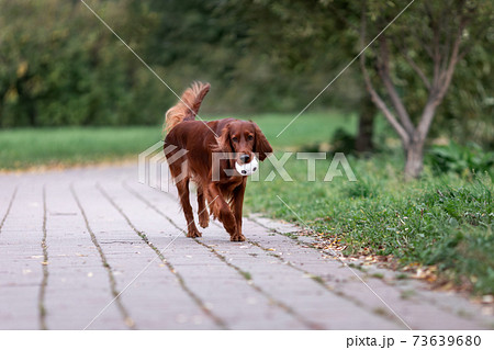 Red irish purebred setter dog run with toy ball at park 73639680