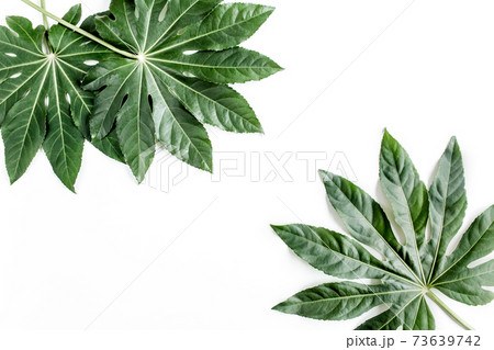 Tropical palm leaves Aralia isolated on white background. Tropical nature concept. 73639742
