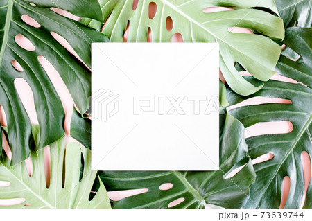 Texture tropical palm green leaf Monstera and white frame with copy space for text on pink background. Flat lay, top view 73639744