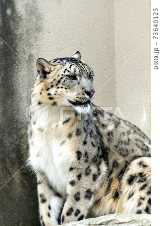ユキヒョウ 73640125