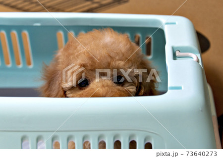 トイプードルの子犬 トイプードルの子犬 73640273