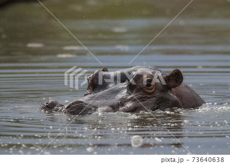 Hippopotamus, Kruger National Park 73640638