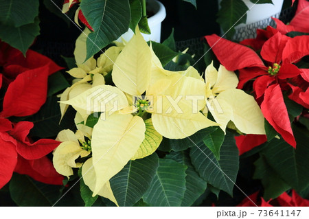 ポインセチアの花 73641147