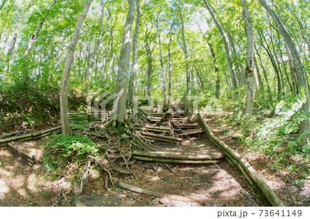 新緑の大山夏山登山道　トレッキングイメージ 73641149