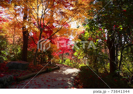 華やか晩秋の紅葉 華やか晩秋の紅葉 73641344
